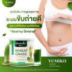 ⁦عشبة القمح Yumiko Wheat Grass⁩ - الصورة ⁦2⁩