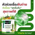 ⁦عشبة القمح Yumiko Wheat Grass⁩ - الصورة ⁦4⁩